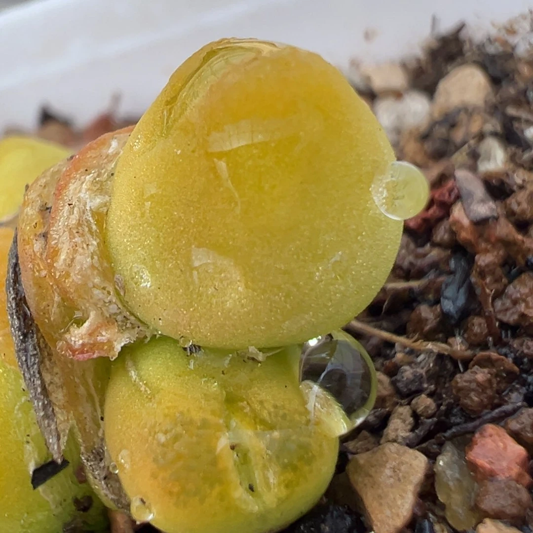 恶****使109多肉植物百科知识