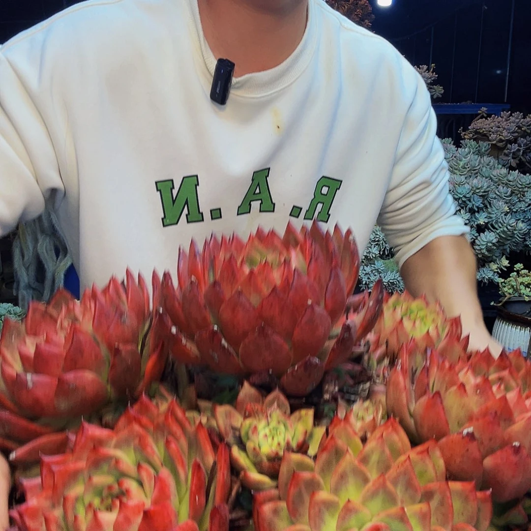 鹿***派特大红砖一物一拍物流自理