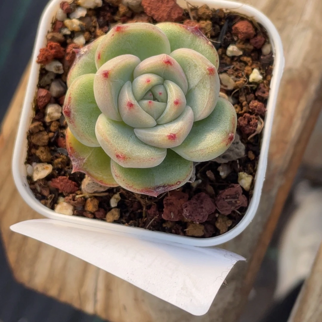 264号糖心冰心珍妮