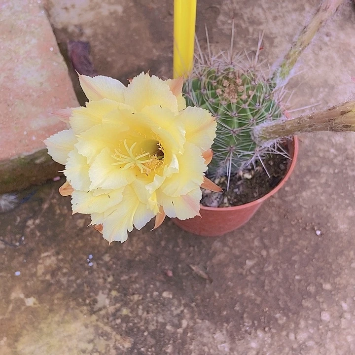 海***心仙人掌彩草A083摘花脱土发货