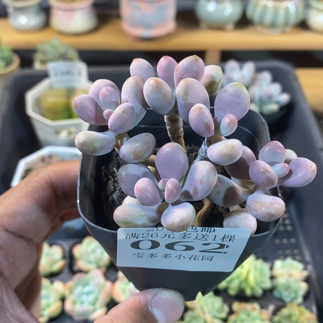 五头桃蛋群一物一拍满20包邮满26送精品多肉