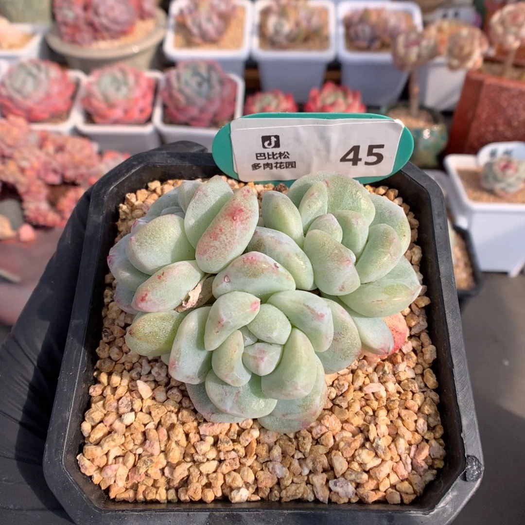 45 三头肥肥子冰玉