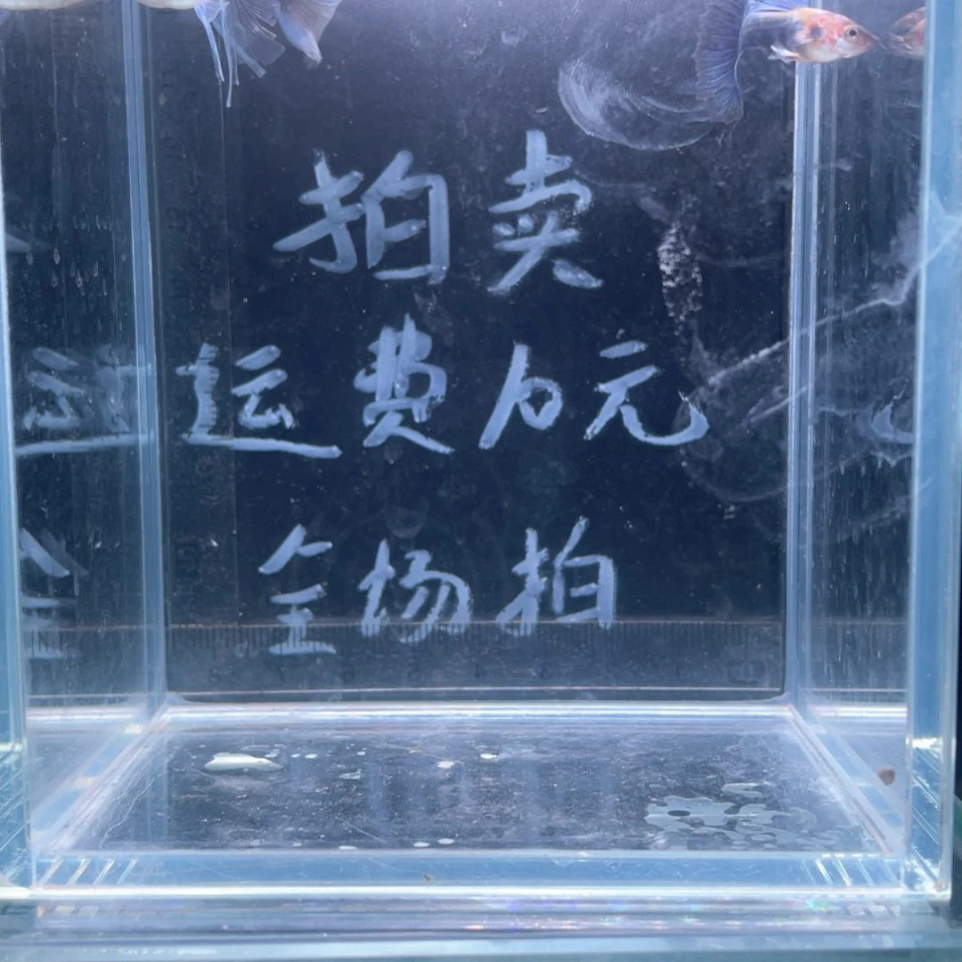 孔雀鱼蓝礼服绒球孔雀鱼一对