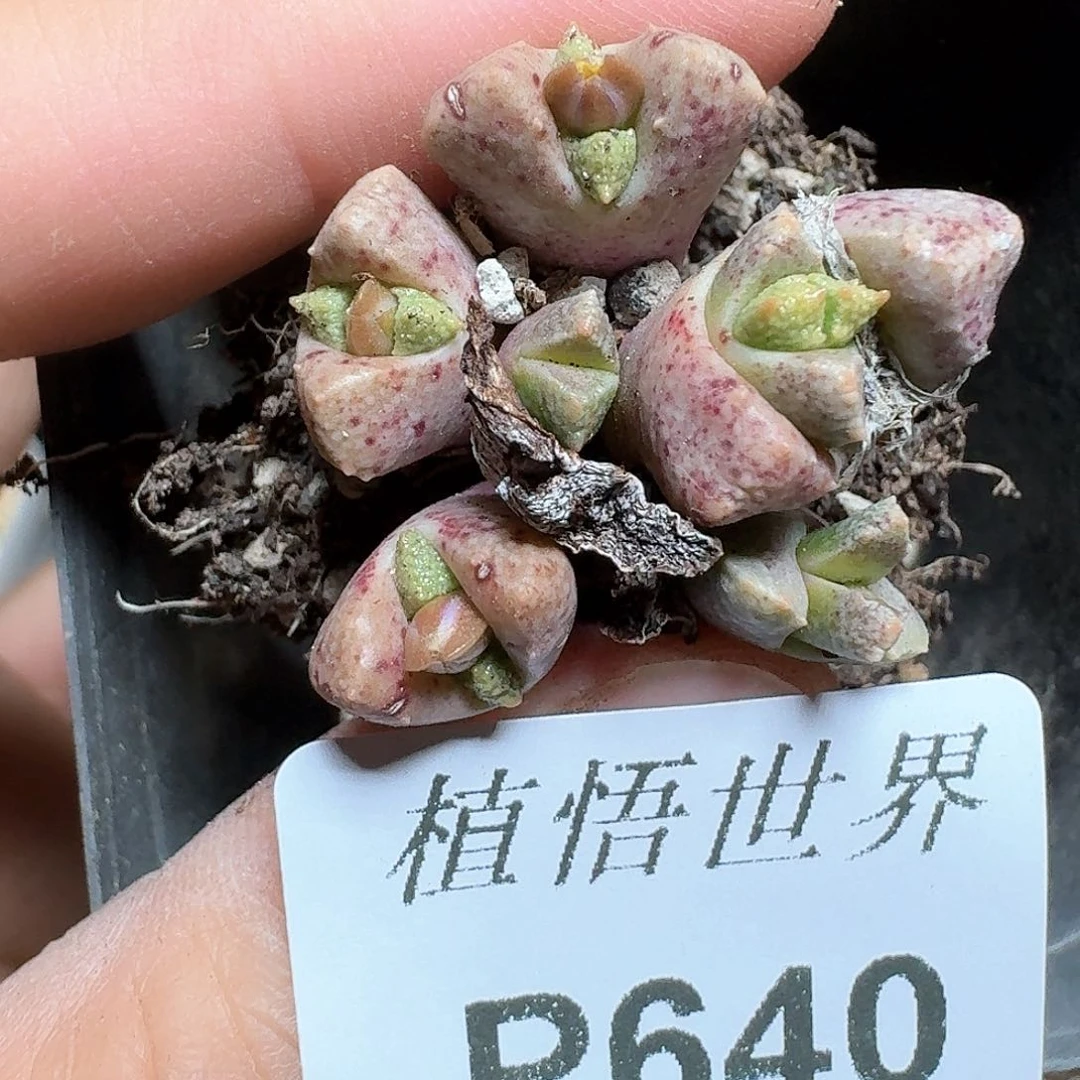 640号多肉植物哇c g v