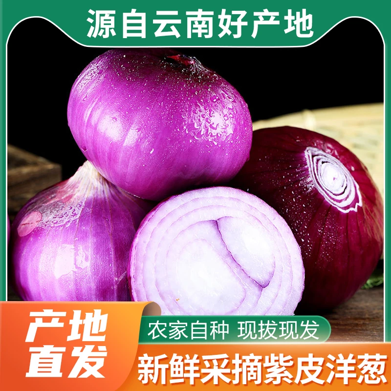 2025现挖现发新鲜洋葱甜辣适中可生吃脆甜多汁