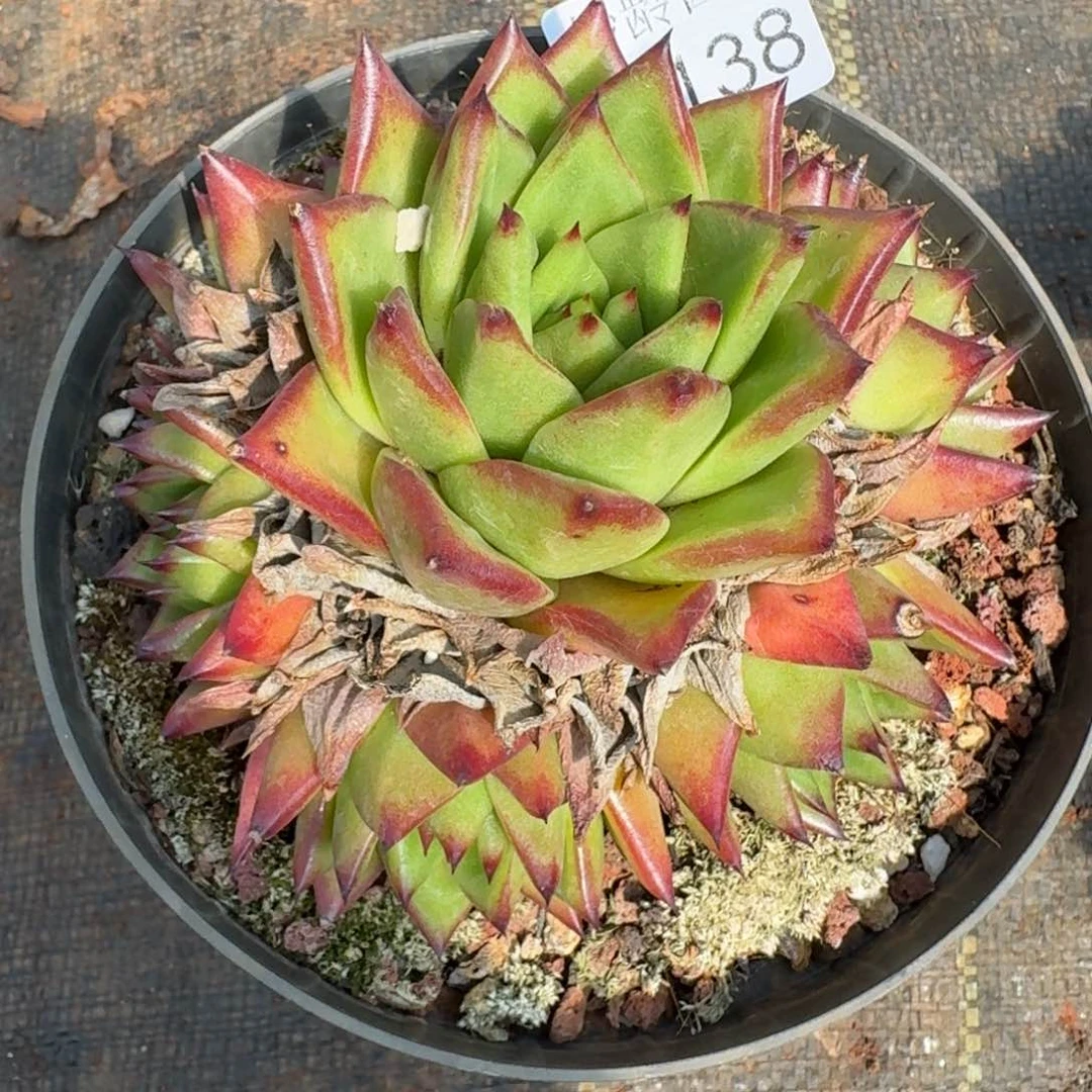 y***贝7138杂交多肉植物基地