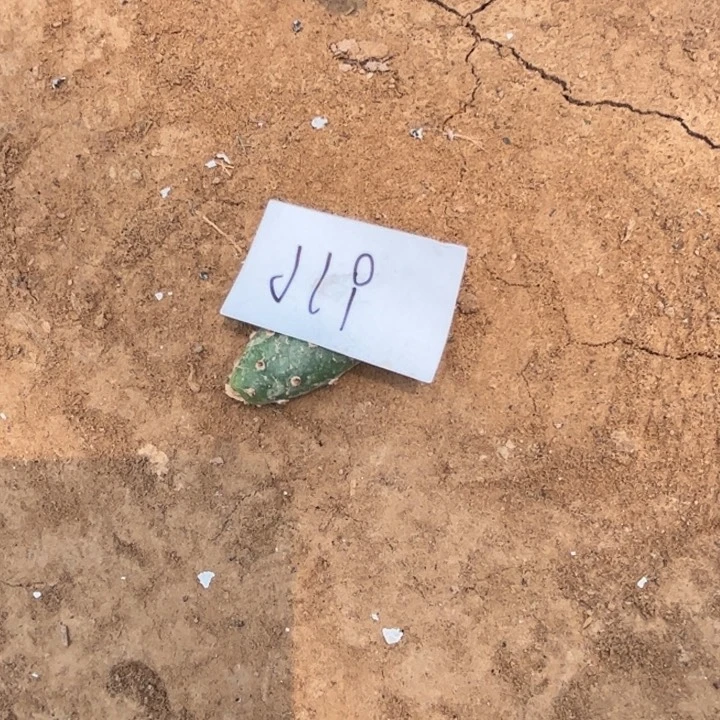 栀***开J19小海狸叶片一个5