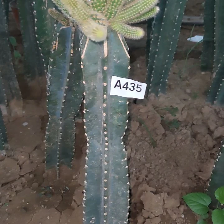 *****量天尺四色金妞1个435