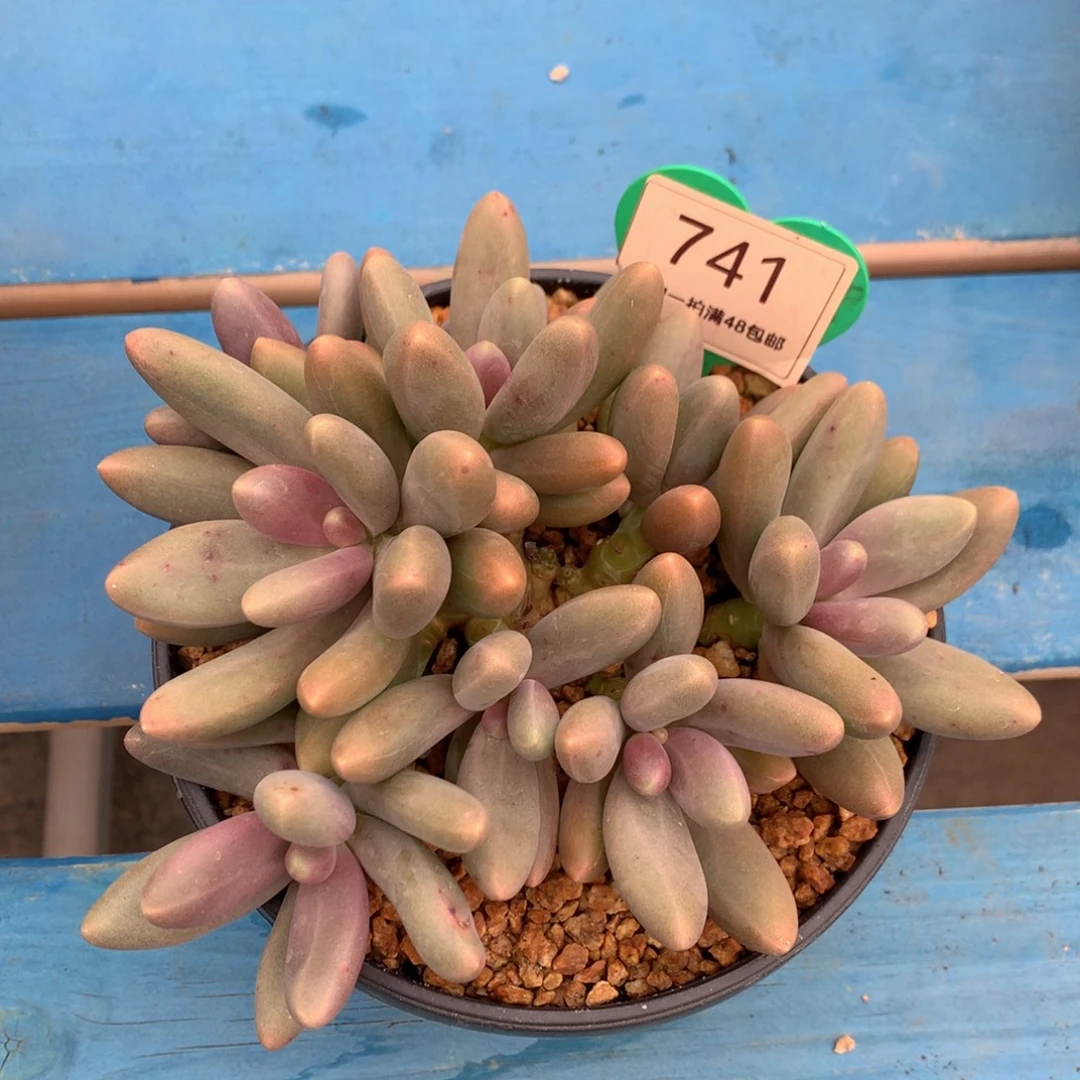 糖果美人老桩平头741