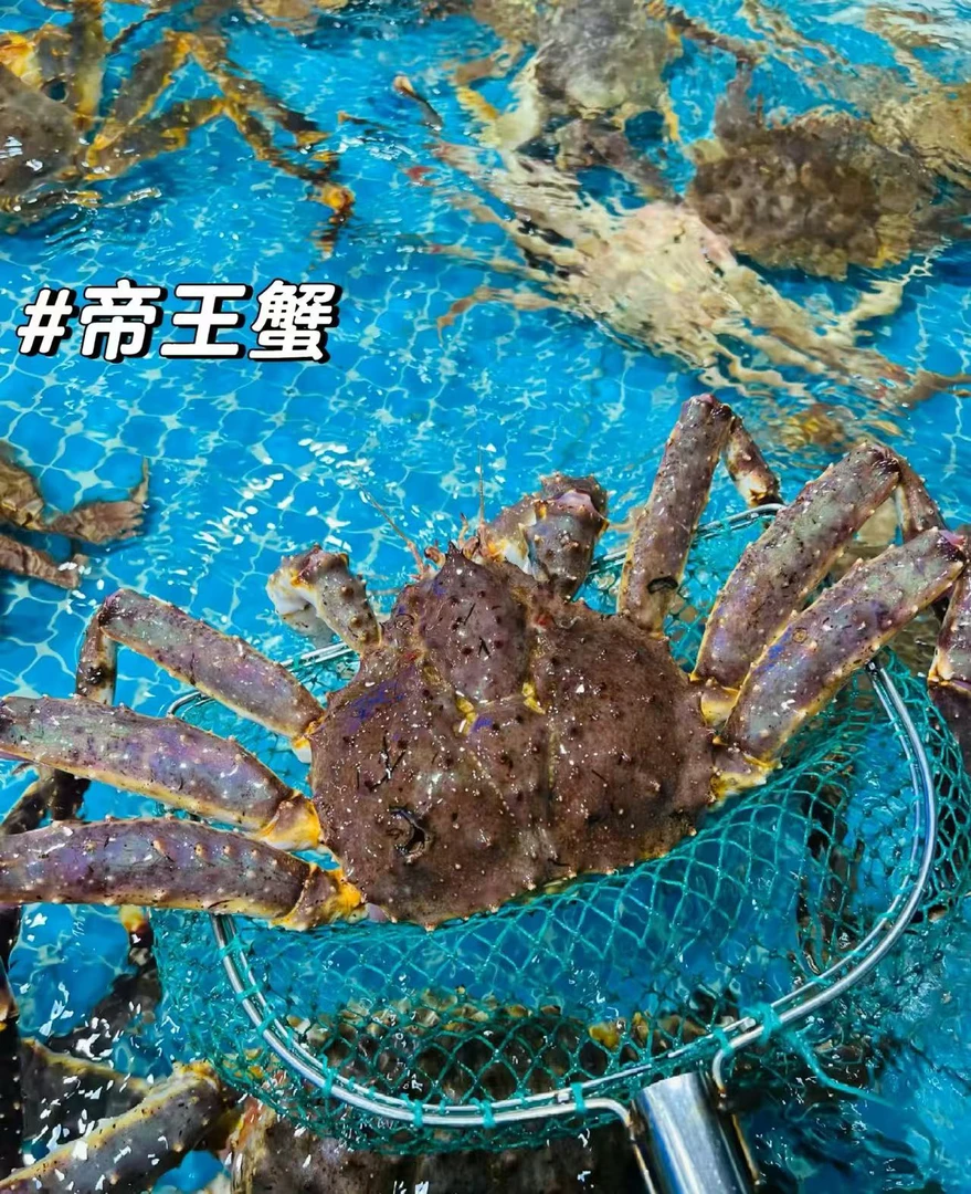 俄罗斯鲜活帝王蟹高端海鲜水产 顺丰鲜活发货