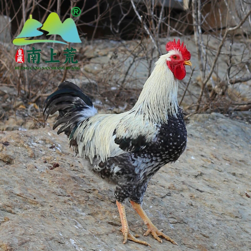 南上荒散养跑山鸡花柴鸡公鸡肉质紧实鲜美