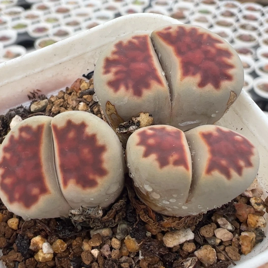 521多肉植物种类多样
