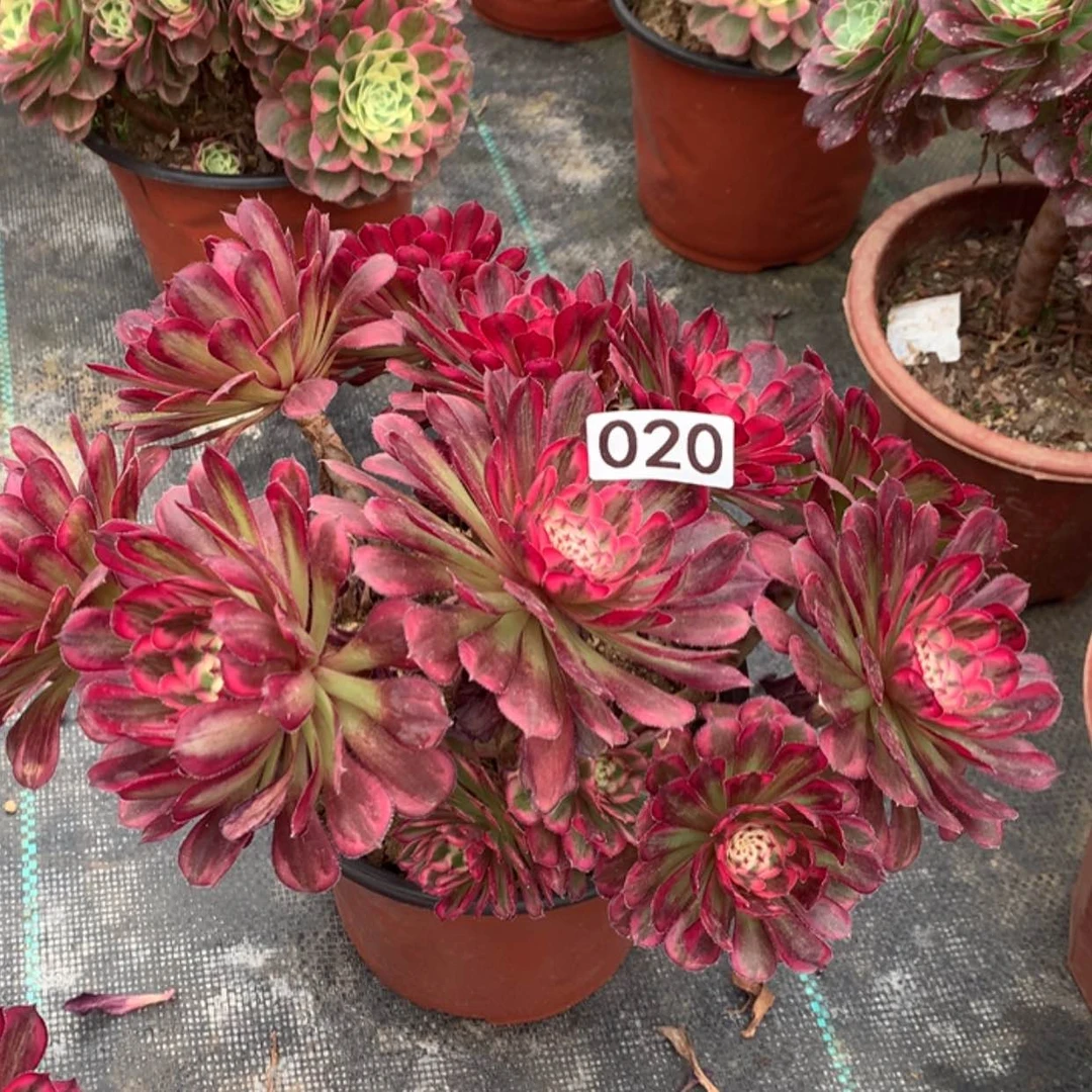 【闪购商品】20白月光