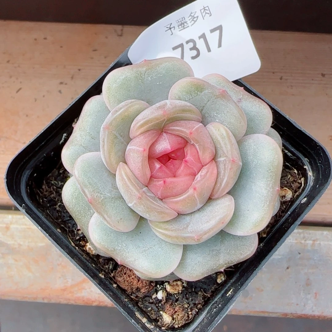 彩恋，7317多肉植物