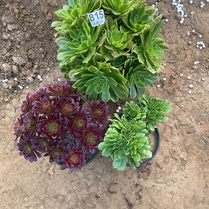815安娜多肉植物