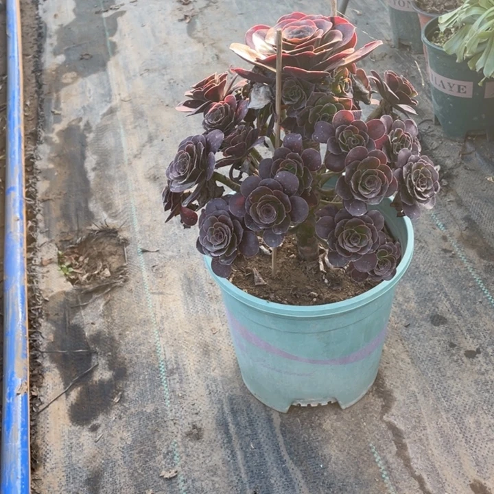 76魅金多肉多肉植物多肉