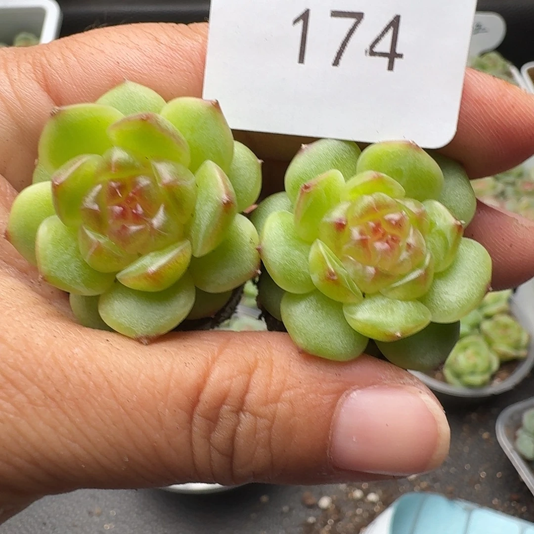 一物一拍一物一拍918-174