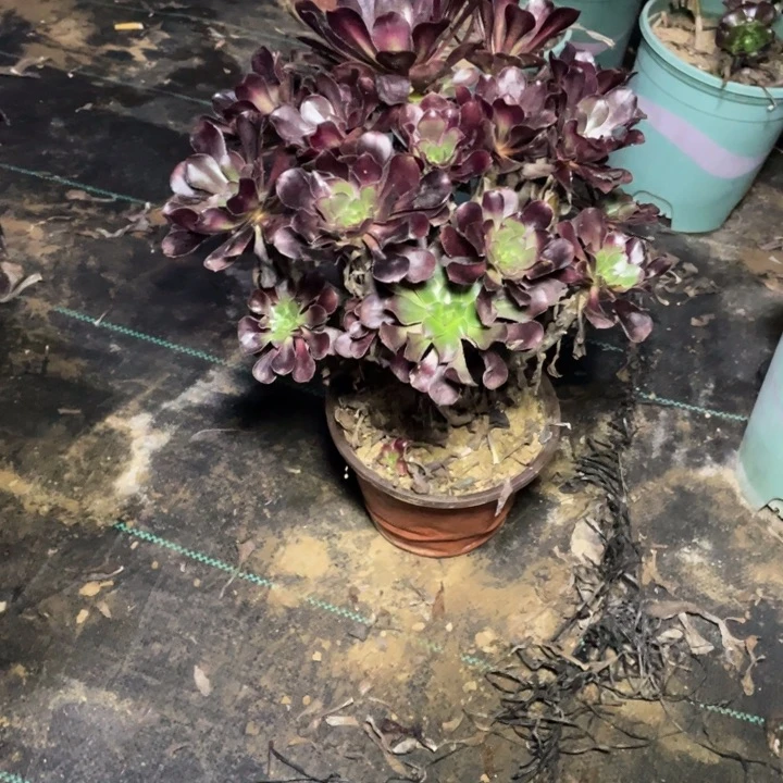 46圆叶黑法师多肉植物