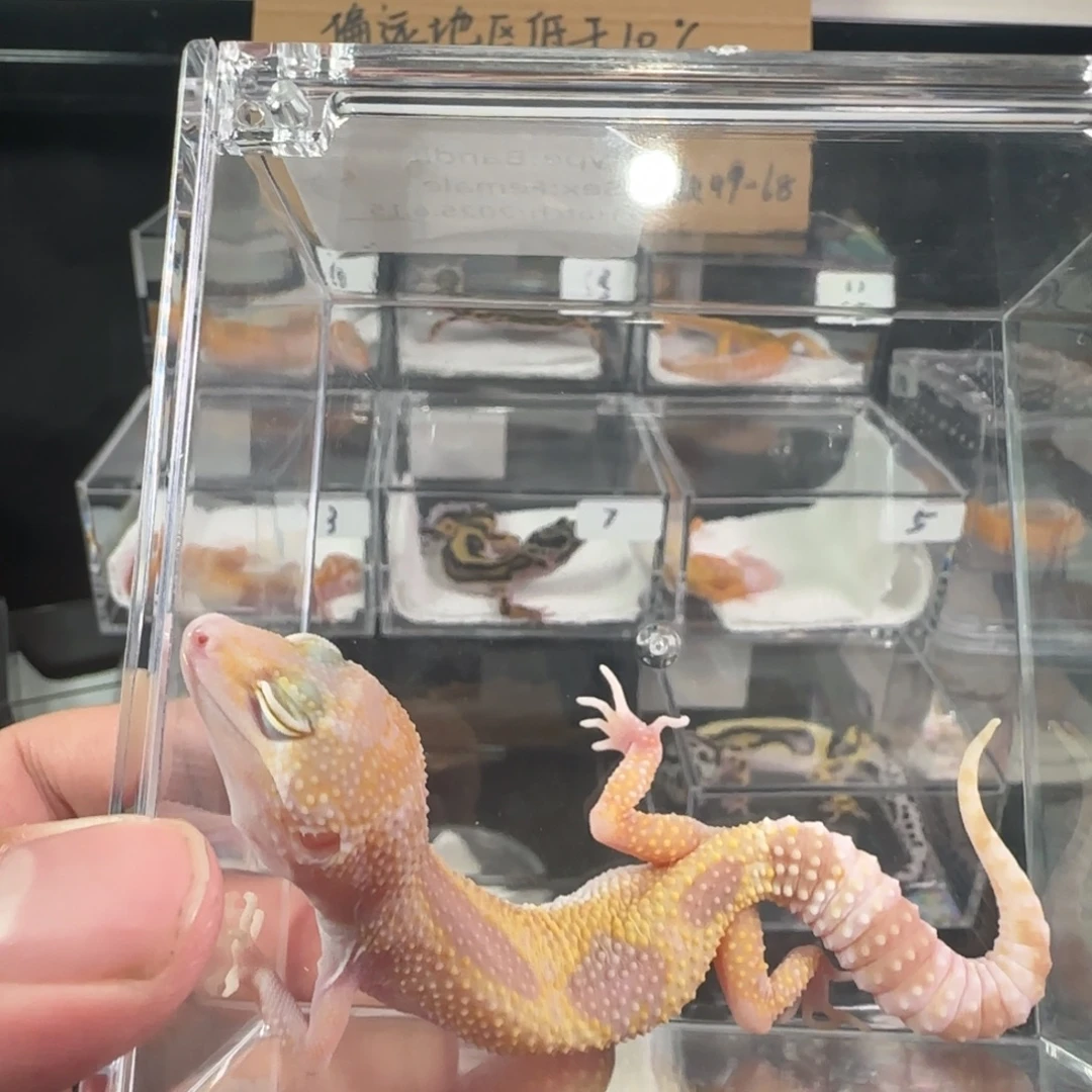 羊***.豹纹守宫红眼暴龙