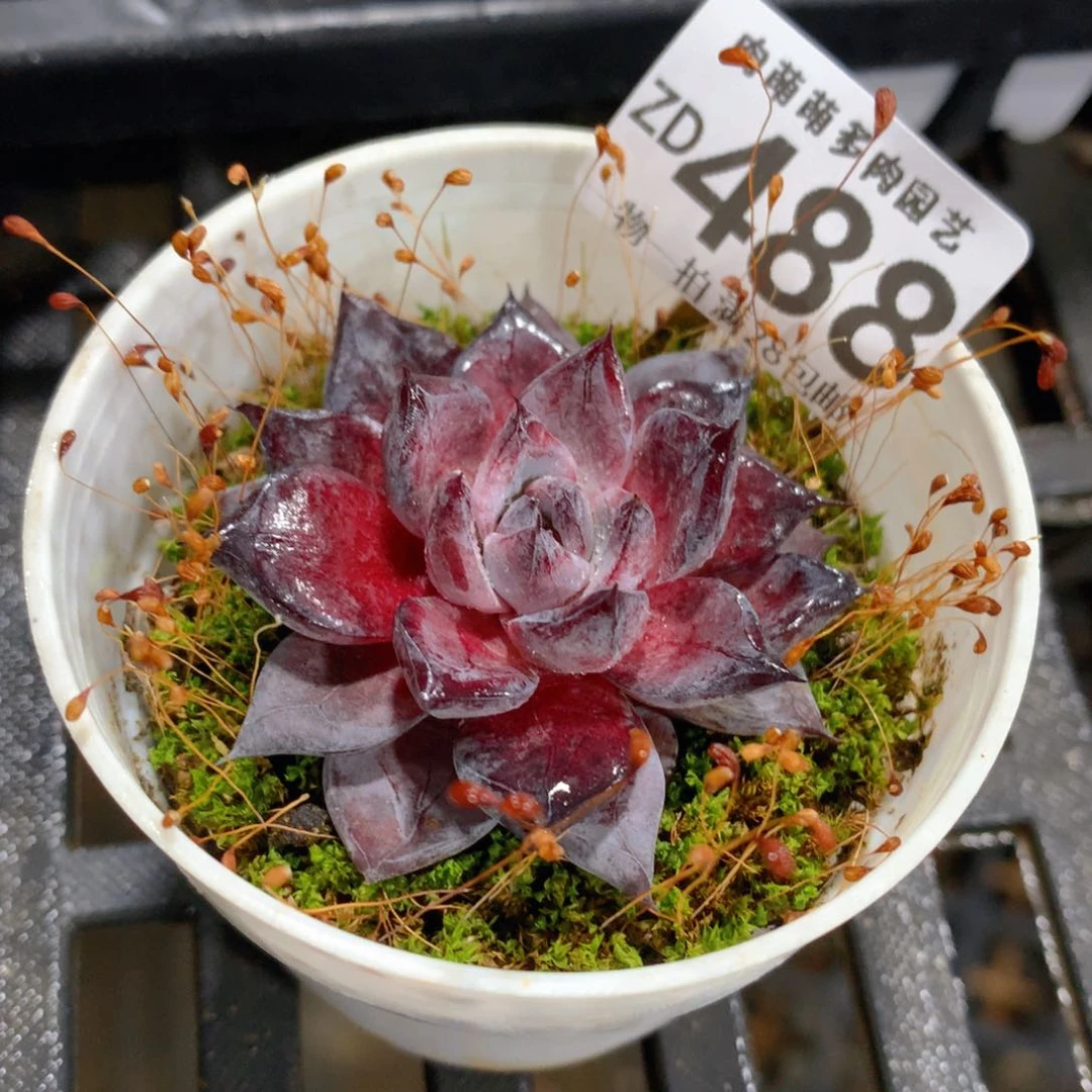 肉萌萌拇指盆精控多肉ZD488