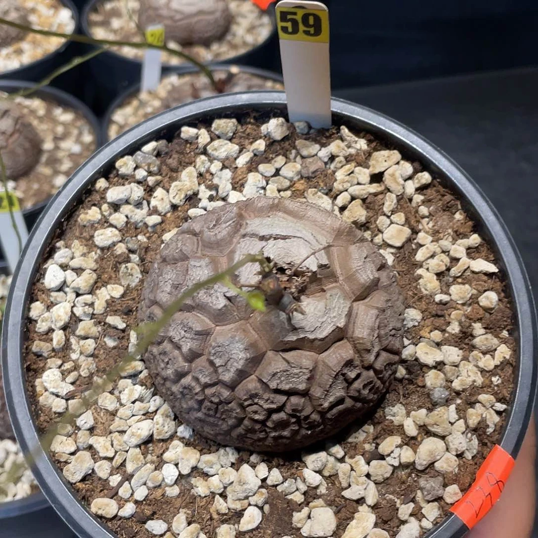 龟甲龙59号不退换