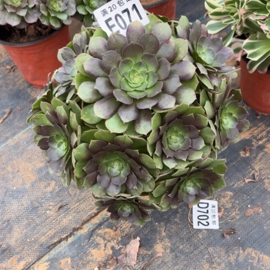 071万圣节不包断枝