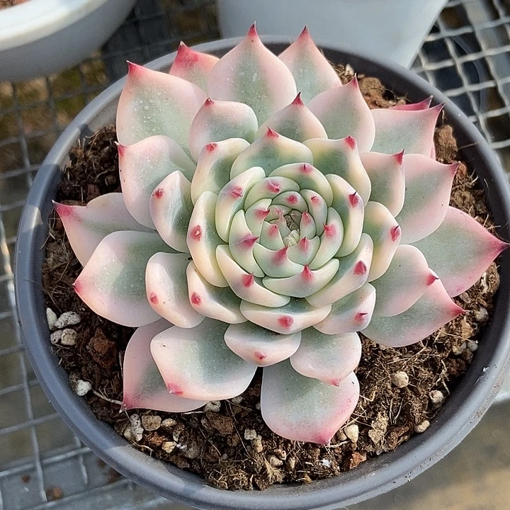 吉娃娃锦多肉植物