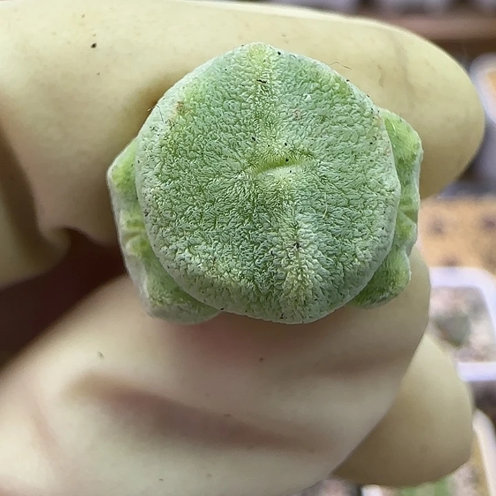 095绿豆糕绿豆糕