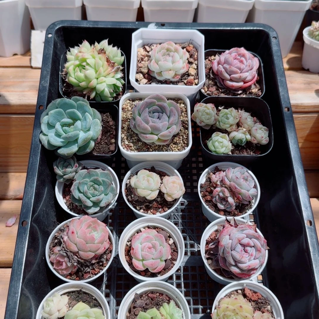 白胖子缀化0414-108