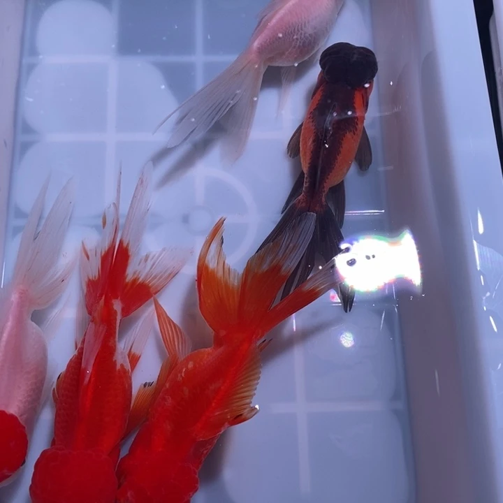 龙睛金鱼精品国狮五尾