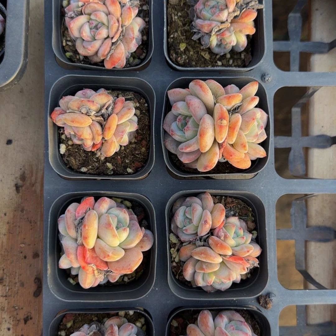 2颗一组3头石榴籽特价