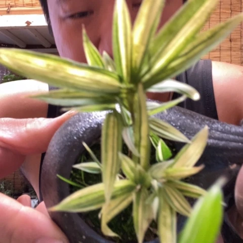 红陶啊**哈一物一拍所见即所得119