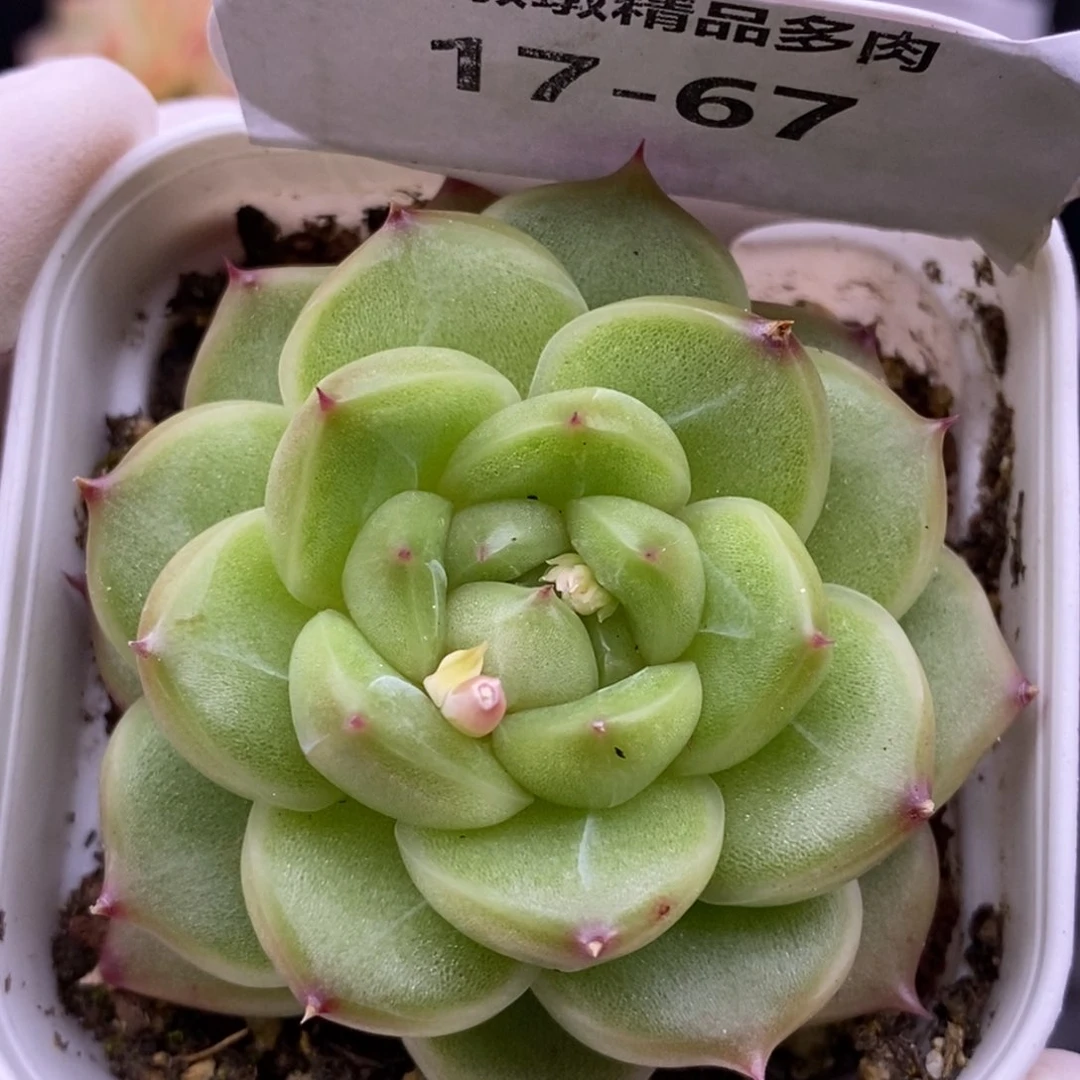 【闪购商品】17-67绿钻