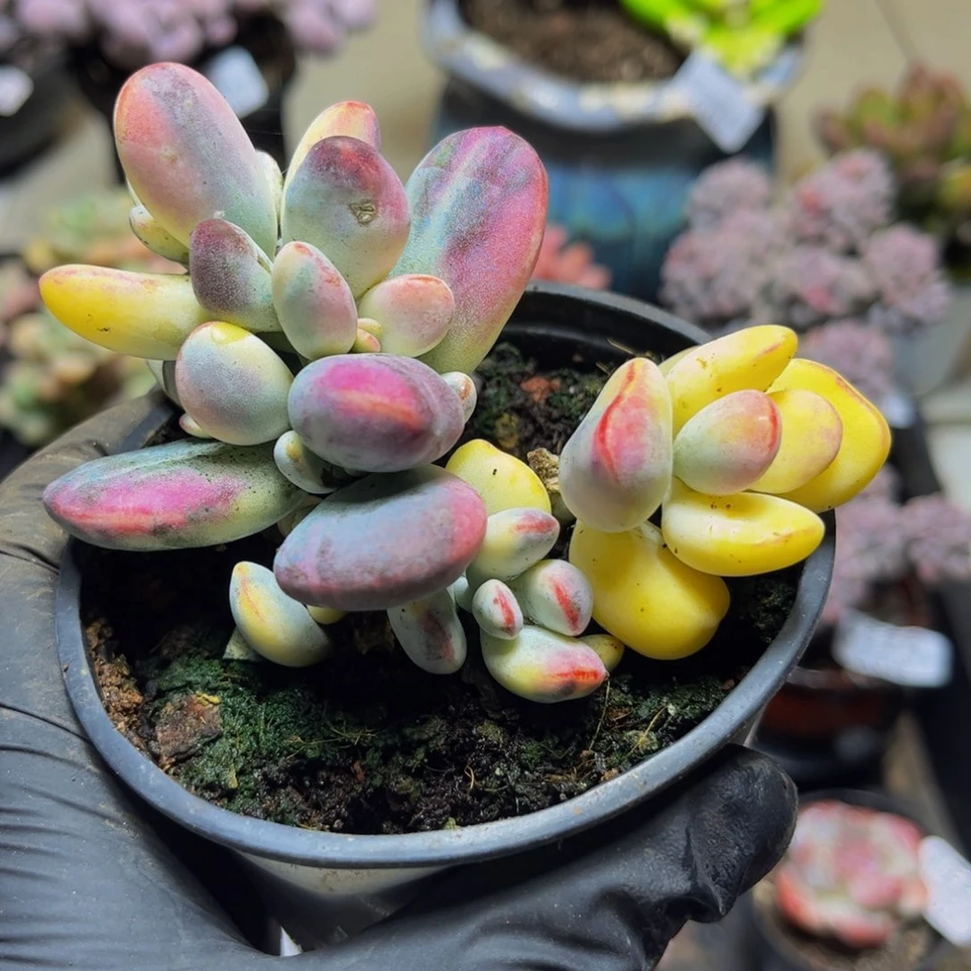 050乒乓福娘锦9厘米（有砍）