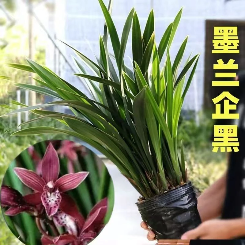 【企黒墨兰】报岁兰年宵花大叶花卉绿植好养容易活
