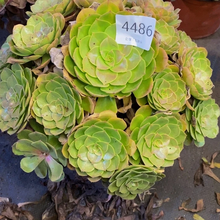 万圣节多肉断头不包4486