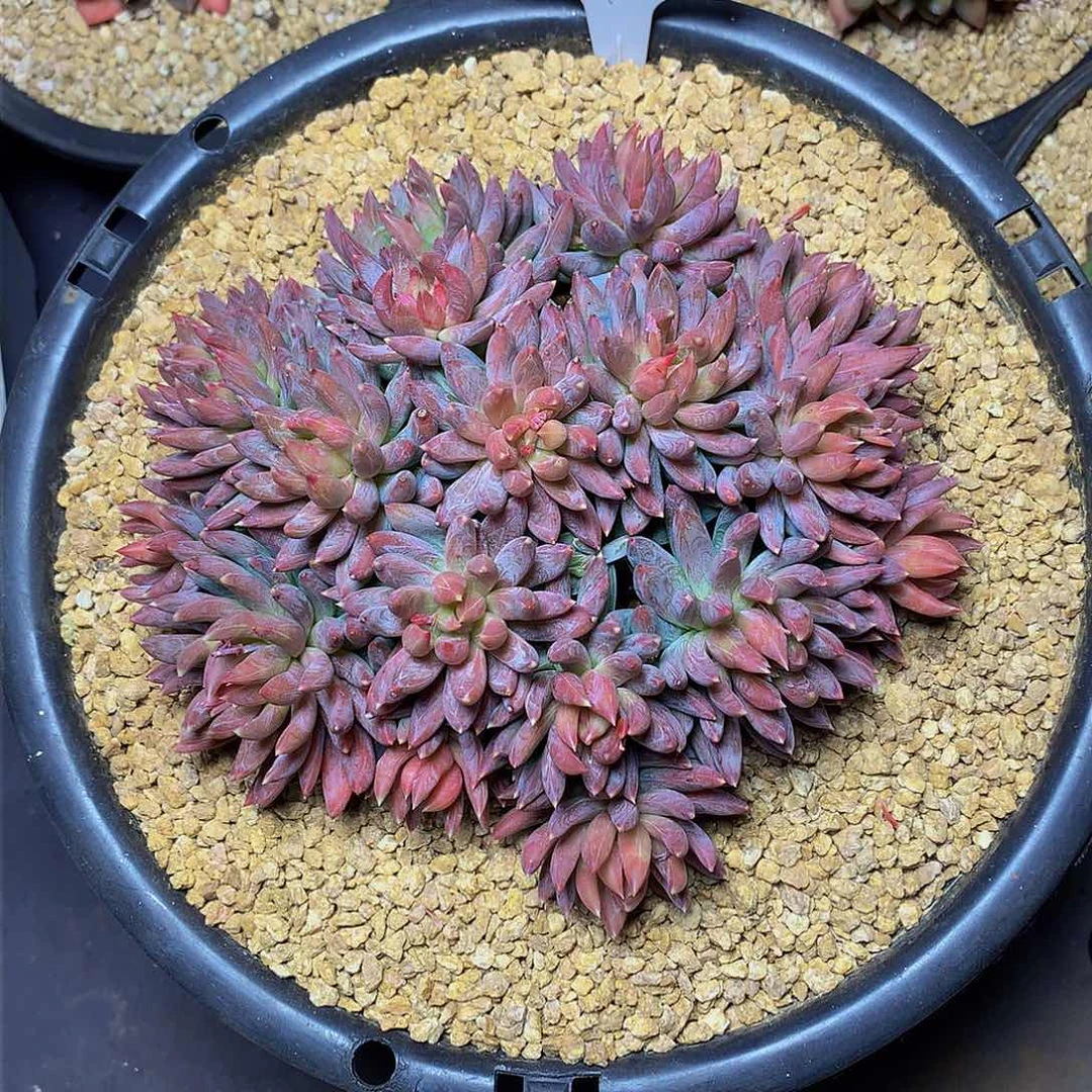 懒****2哈哈哈哈哈哈哈哈哈哈