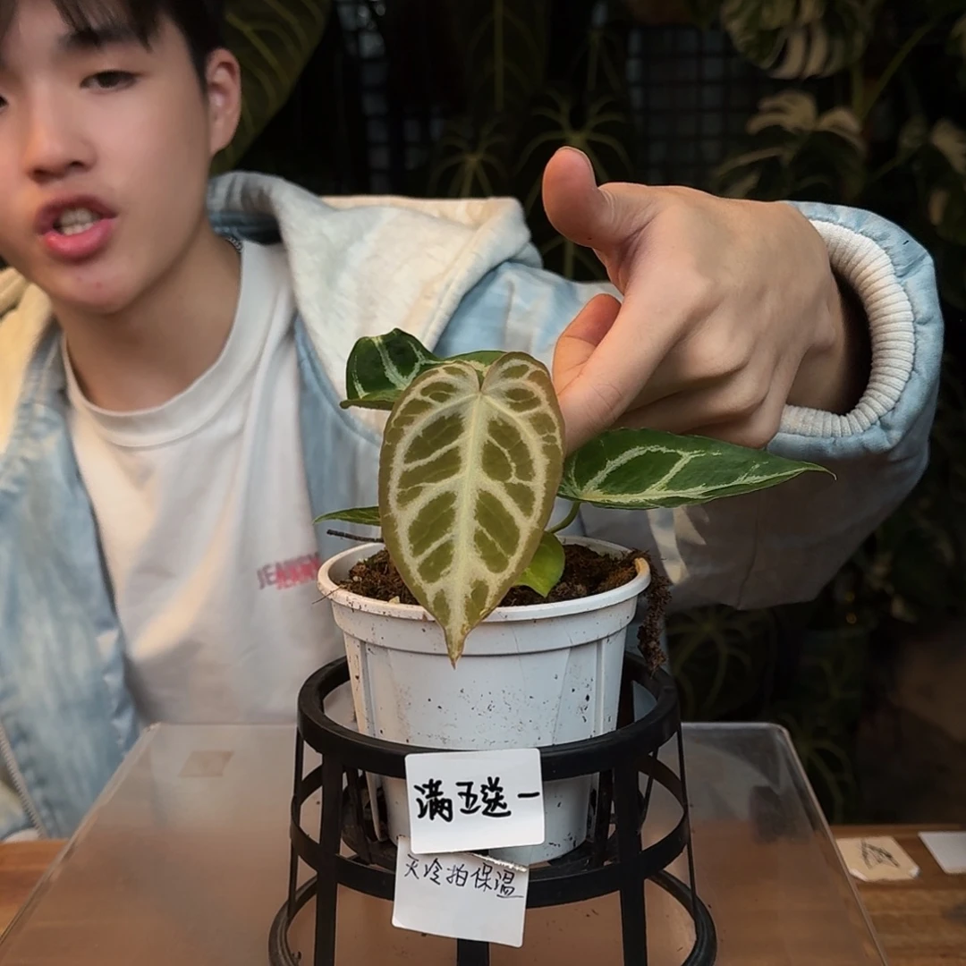 完全开放O178银虎杂蝶叶银