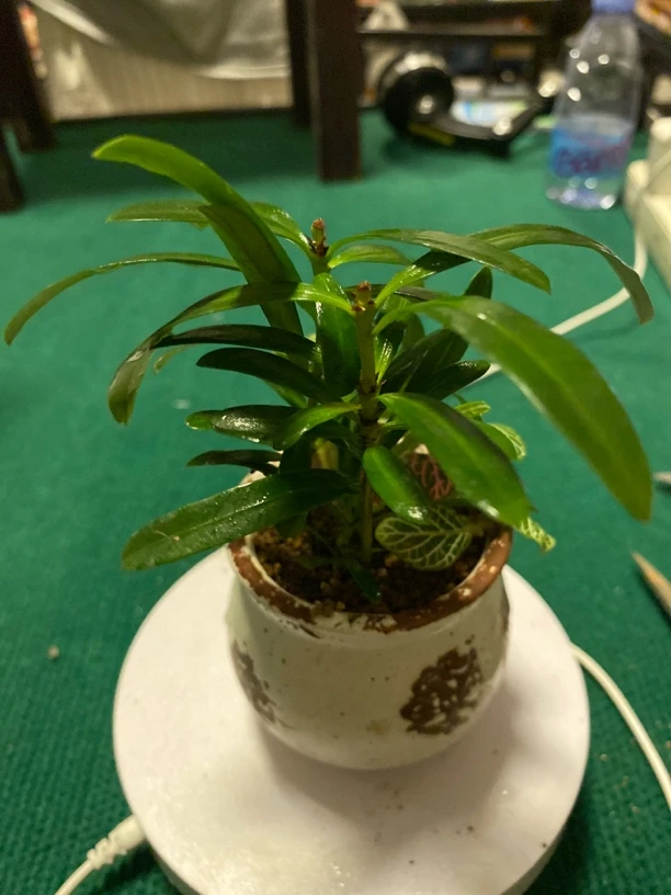 竹柏迷你盆栽室内绿植四季好养办公室桌面装饰易活开花