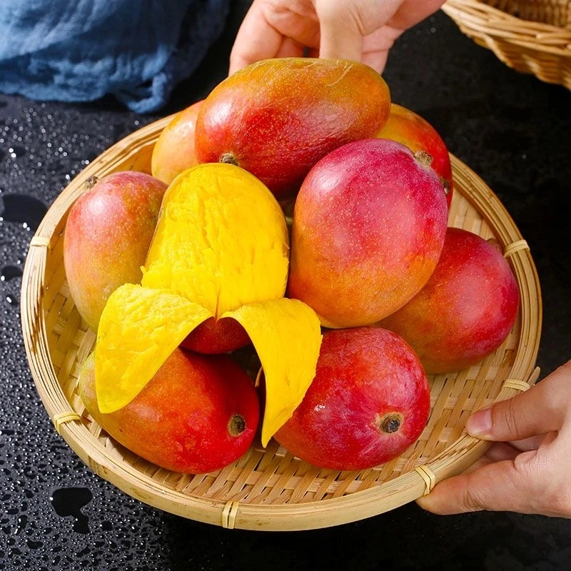 【攀枝花彩虹芒】 催熟食用艾文芒 新世纪 产地直发香甜新鲜多汁