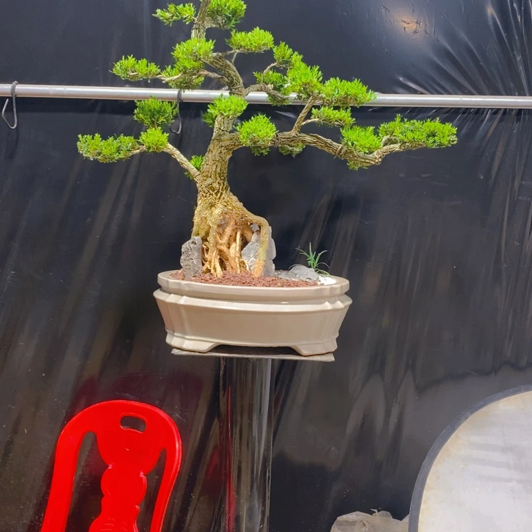 无花朵广东皱皮雀舌黄杨盆景