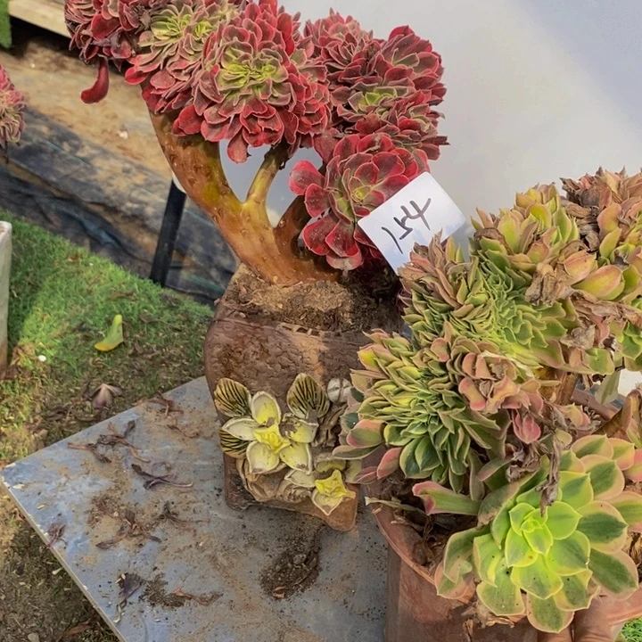 完全开放154号美杜莎缀化1颗多肉