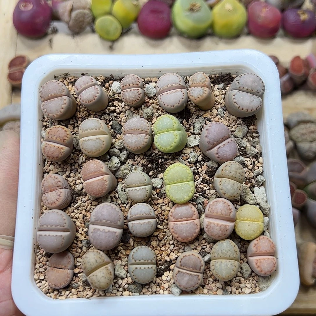 开播福利带盆发……………………