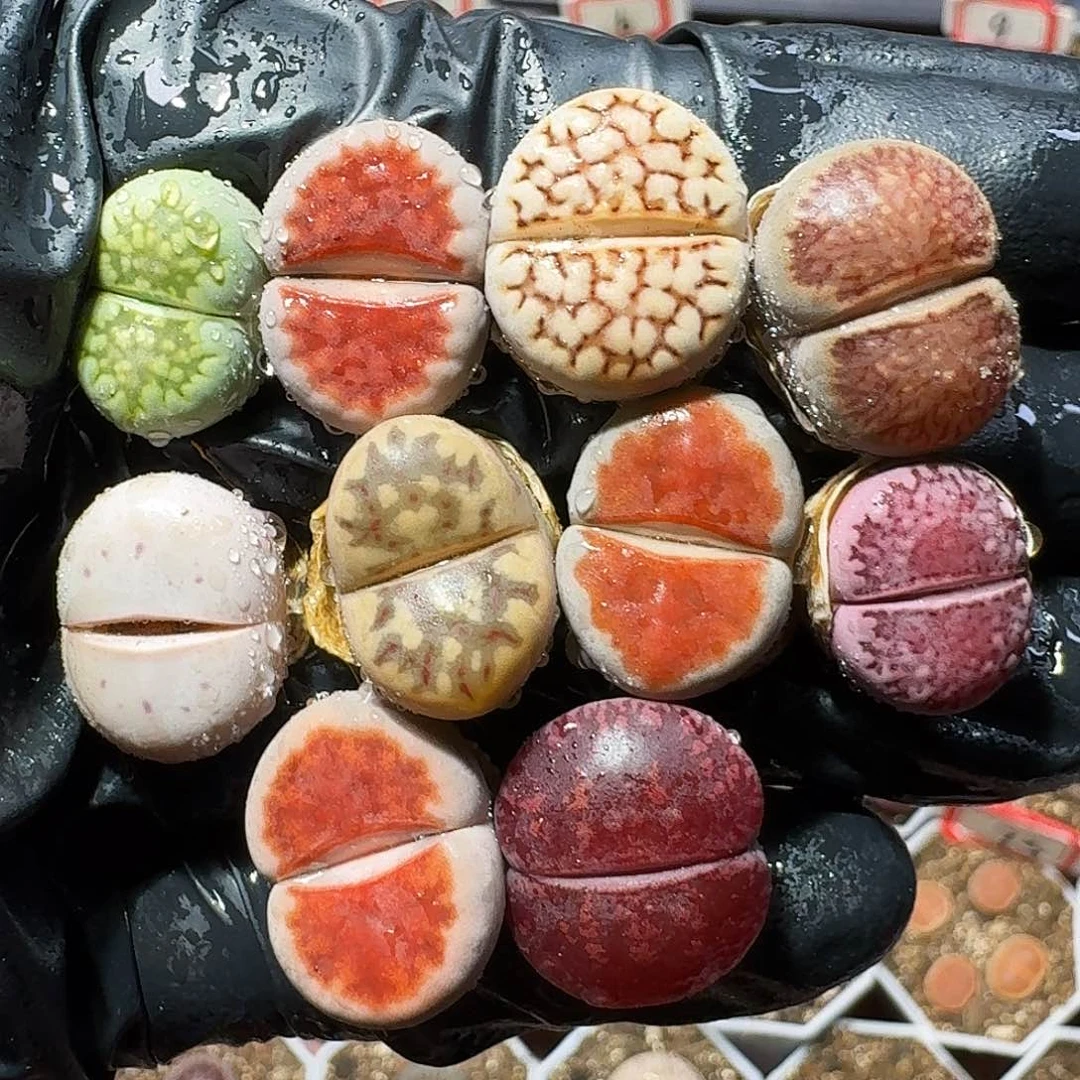 生石花等植物11111111。  197