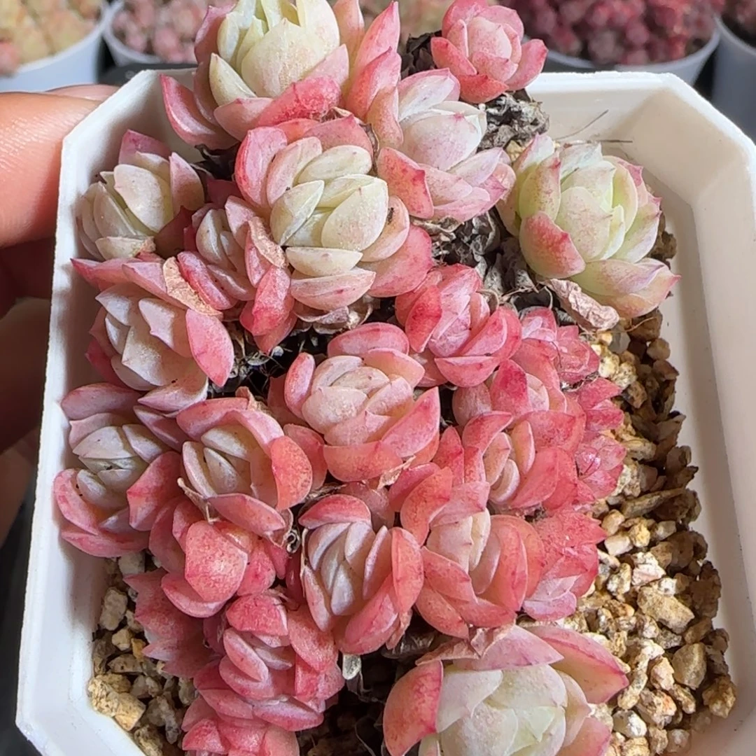 多肉1222-137贝瑞