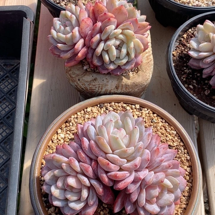 W****g梦露2颗 韩货精品