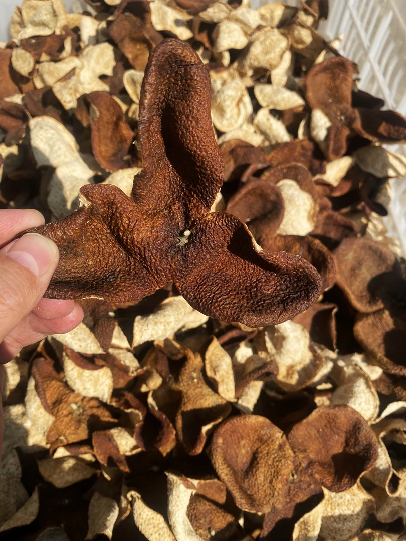 【狗腩皮】新会陈皮 2020天马狗腩大红皮 糯甜香大红皮