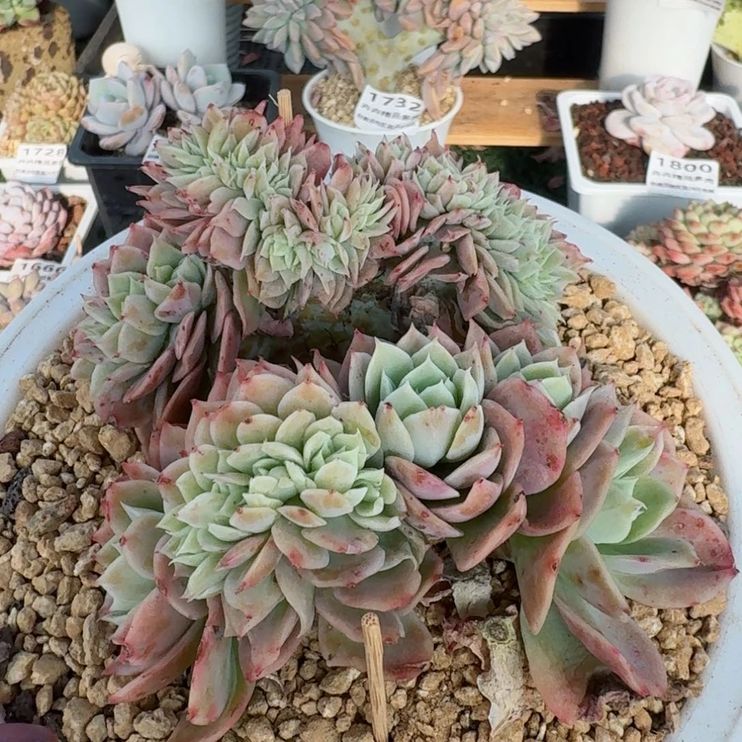 1762一物一拍（满28包邮）