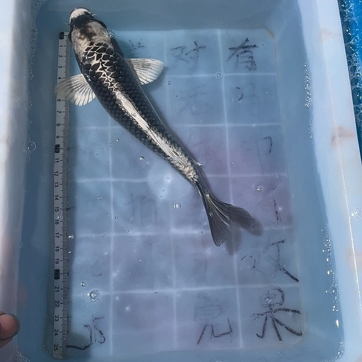 蝴蝶鲤鱼渔场直发73