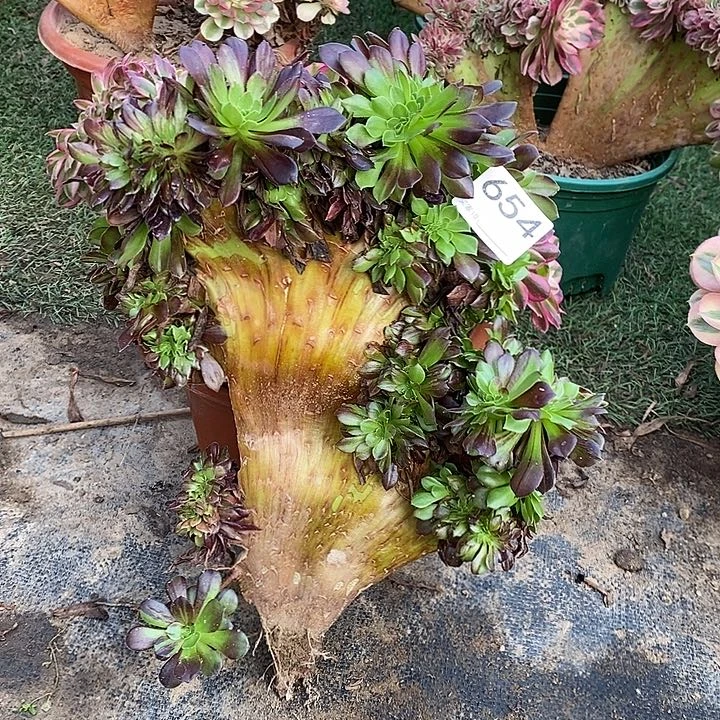 水墨丹青法师锦缀化砍头654